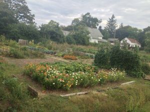 The Muskegon City Commission on has discussed the sales of produce from urban gardens. This garden is in the McLaughlin Neighborhood. (MLive/Dave Alexander)