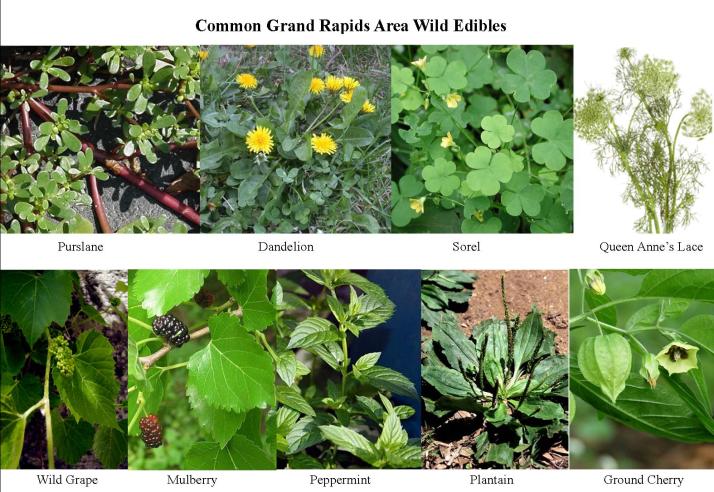 seafm-8-3-foraging (1)