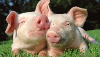 Pigs grazing on the grass field.